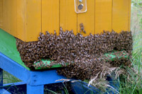 Broda pszczela, pszczoły wiszące na ulu