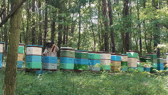 Ule w lesie akacjowym i pszczelarz