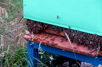 Broda pszczela, pszczoły wiszące na ulu