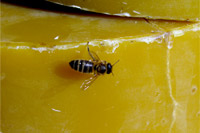 Pszczoła na wosku pszczelim